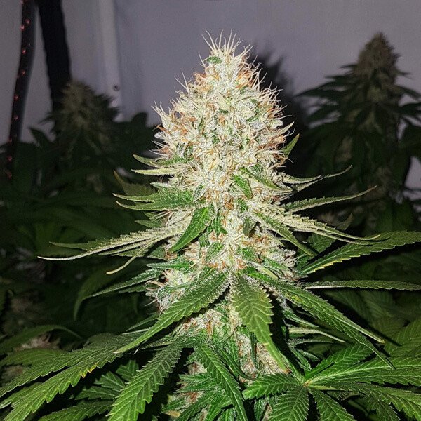 Royal Queen Seeds Shining Silver Haze feminisiert