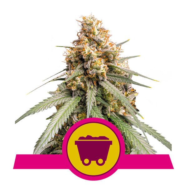 Royal Queen Seeds Shining Silver Haze feminisiert