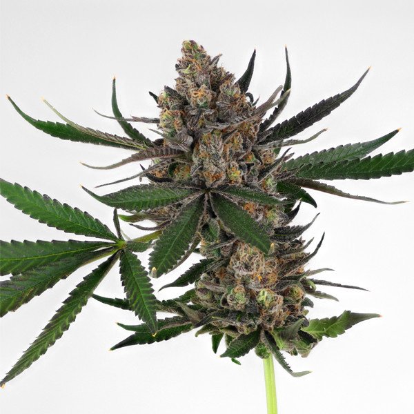 Royal Queen Seeds Sweet ZZ Feminisiert