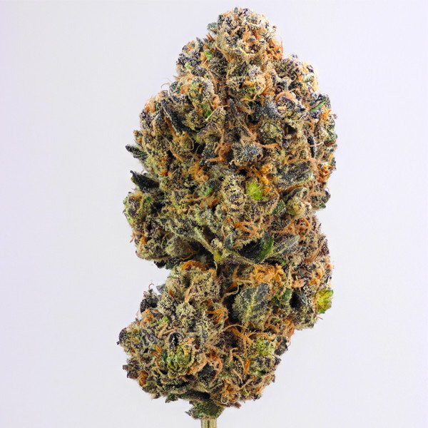 Royal Queen Seeds Sweet ZZ Feminisiert