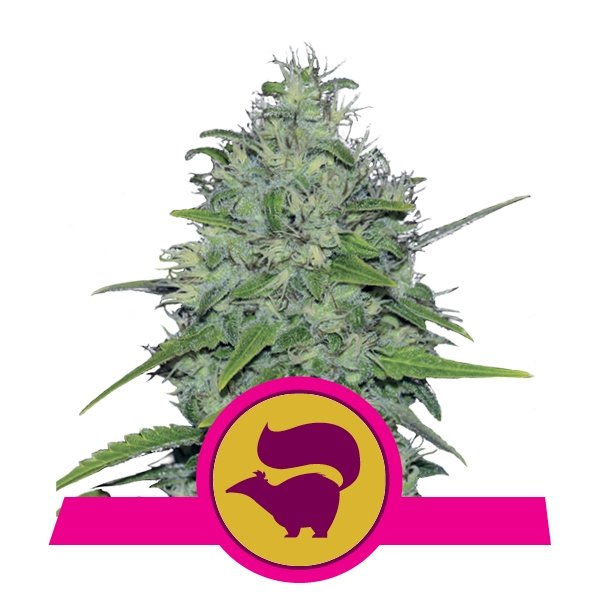Royal Queen Seeds Skunk XL feminisiert