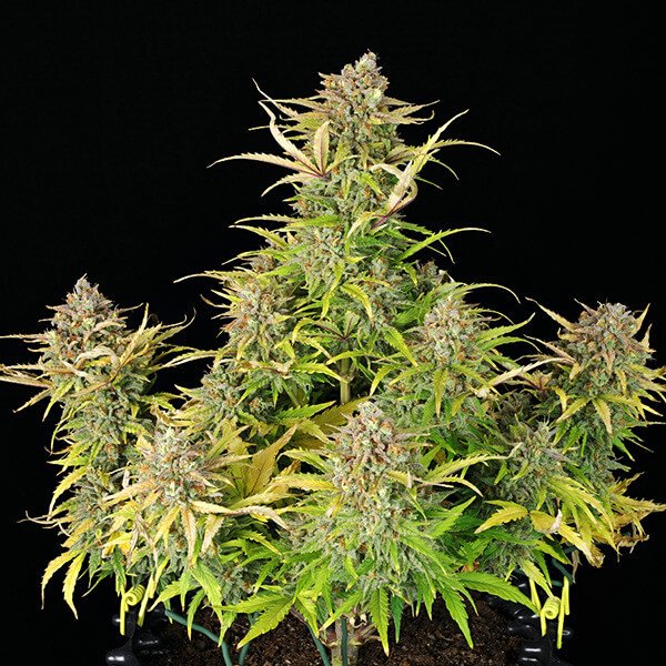 Royal Queen Seeds Sweet ZZ Automatic