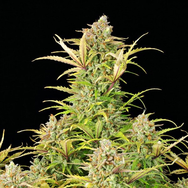 Royal Queen Seeds Sweet ZZ Automatic
