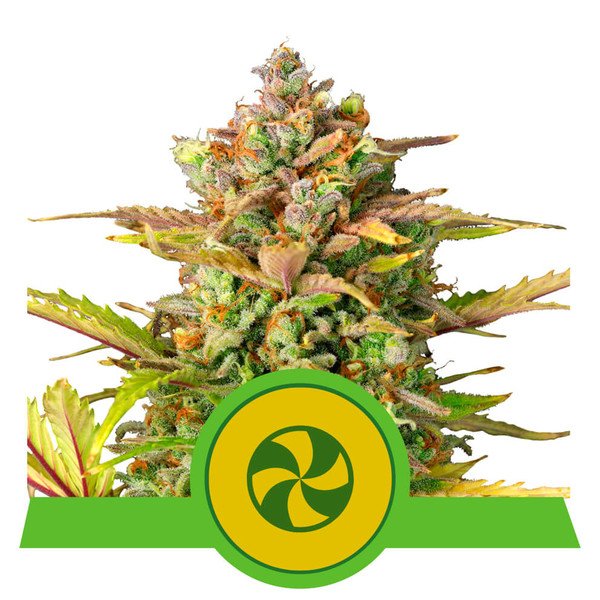Royal Queen Seeds Sweet ZZ Automatic