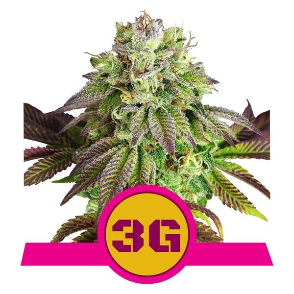 Royal Queen Seeds Triple G feminisiert
