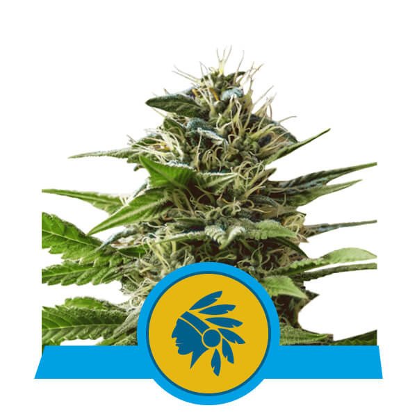 Royal Queen Seeds Tatanka Pure feminisiert
