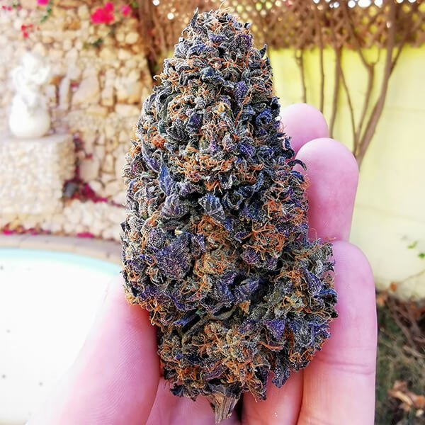 Royal Queen Seeds Wedding Gelato Feminisiert