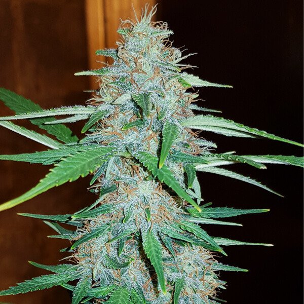 Royal Queen Seeds White Widow Feminisiert