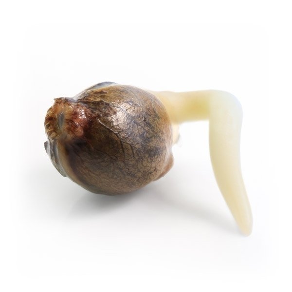 Royal Queen Seeds White Widow Automatic