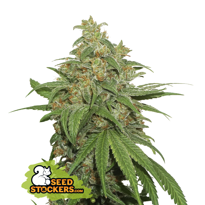 Seedstockers AK420 Auto