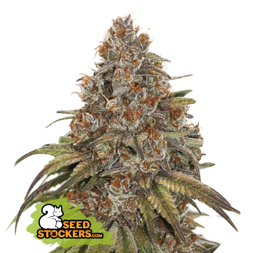 Seedstockers Blackberry Gum Auto Large Pack Feminisiert Autoflower