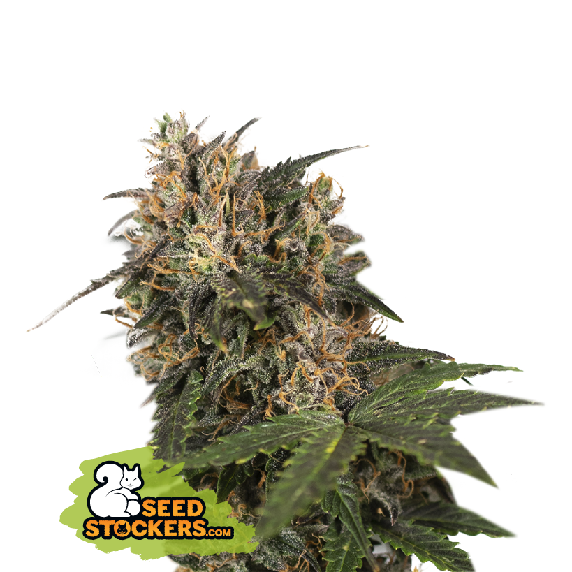 Seedstockers Blackberry Gum Large Pack Feminisiert
