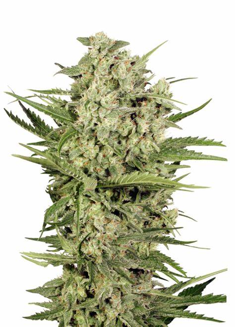 Seedstockers Cheese feminisiert