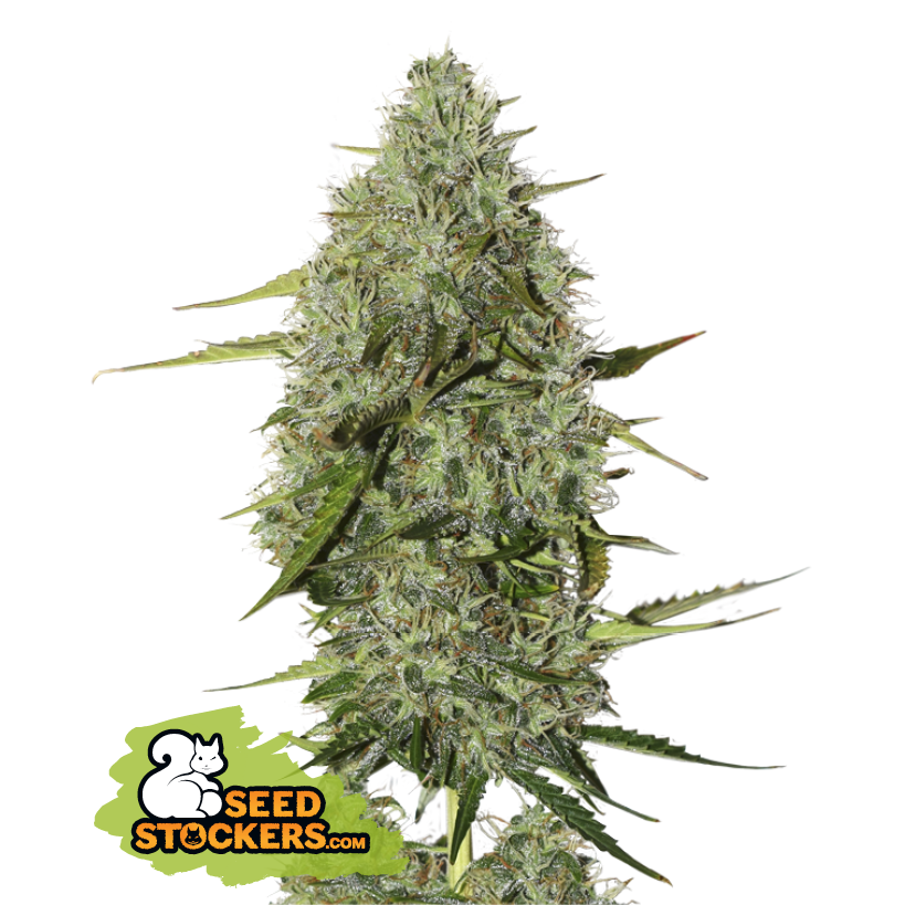 Seedstockers BCN Critical XXL Auto