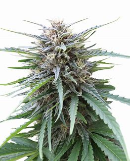 Seedstockers Frizzy Kush Feminisiert