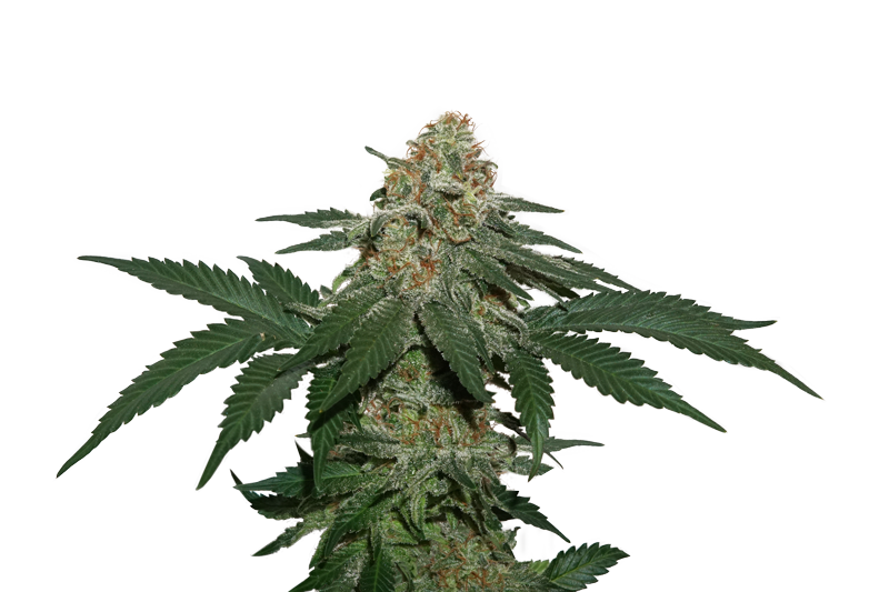Seedstockers Grandaddy Confidential Kush Feminisiert