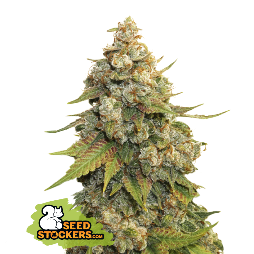 Seedstockers Golden Lemon Haze Feminisiert