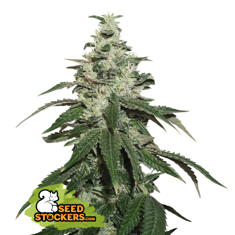 Seedstockers Nicole Cream Auto