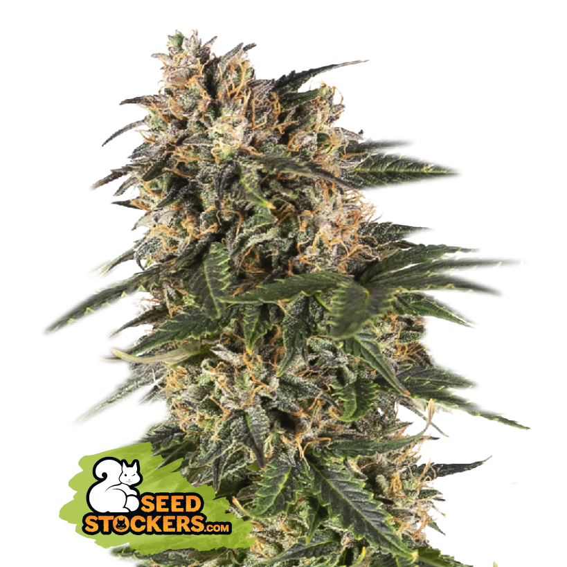 Seedstockers Northern Lights Auto Large Pack Feminisiert Autoflower