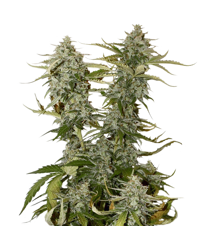 Seedstockers OG Candy Dawg Kush Feminisiert