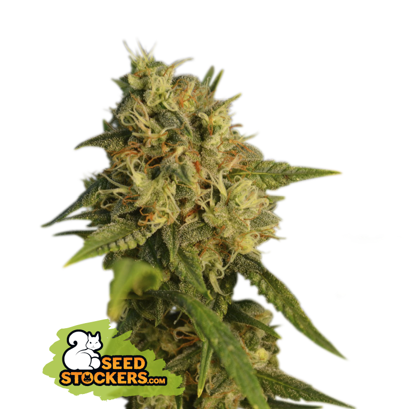 Seedstockers OG Kush Big Pack Feminisiert