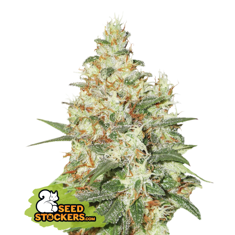 Seedstockers OG Kush Auto