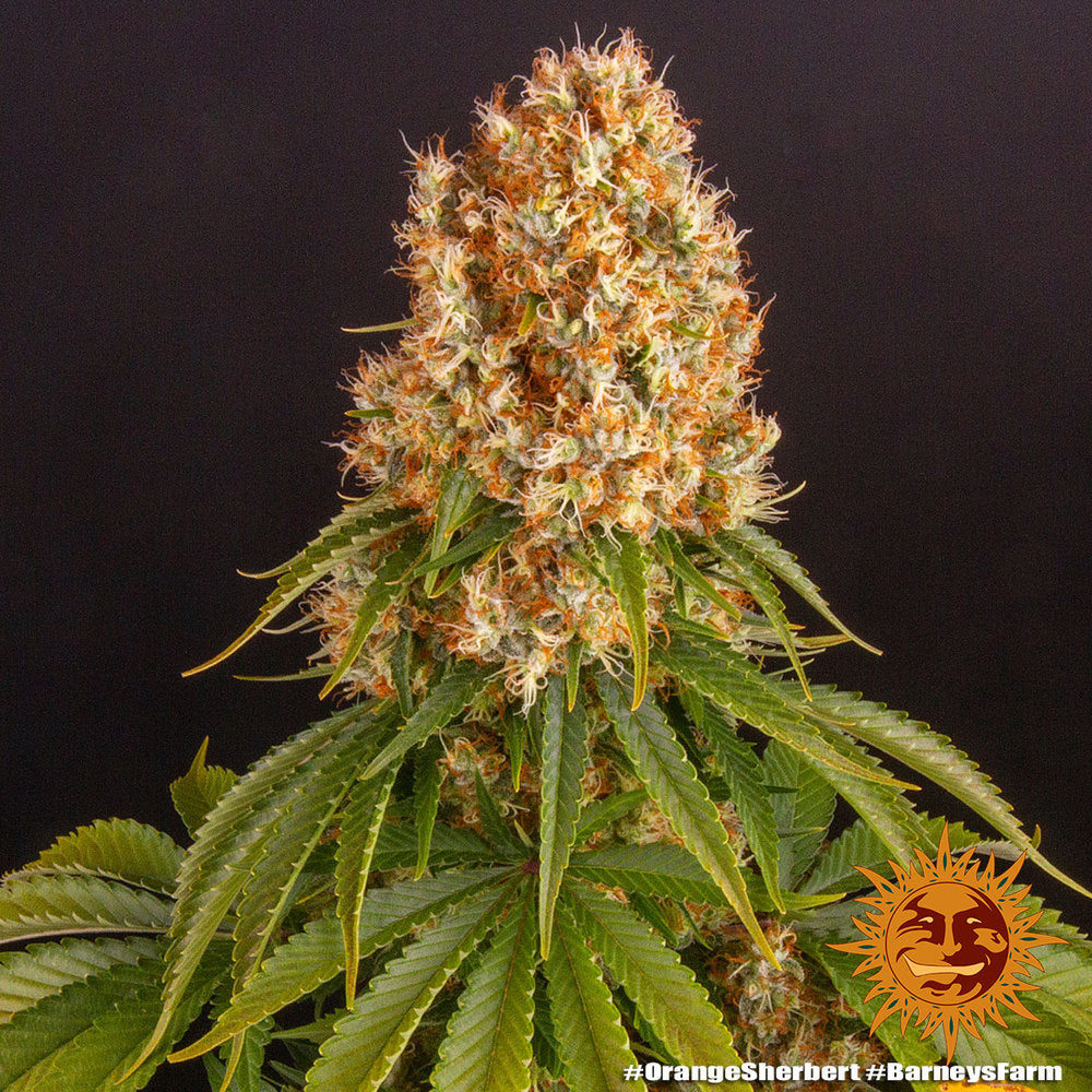 Barney's Farm Orange Sherbert Feminisiert