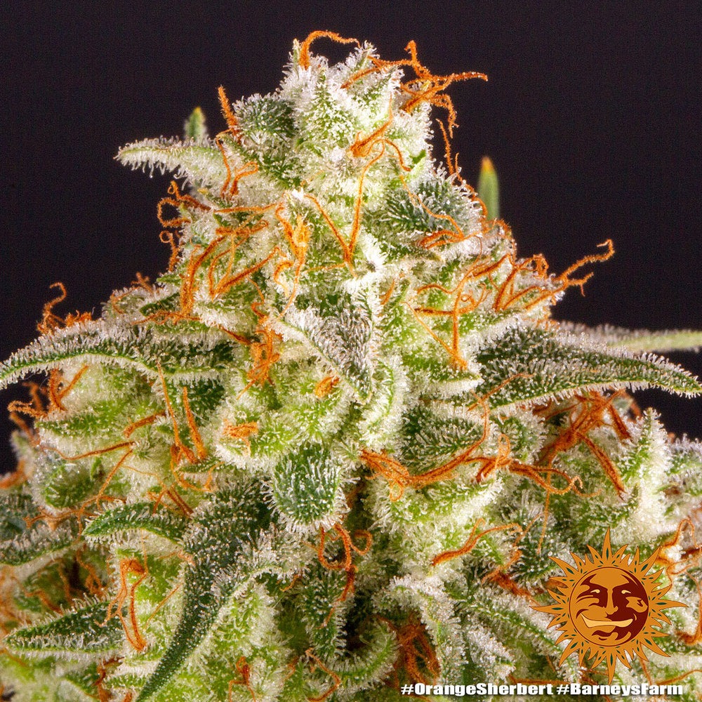 Barney's Farm Orange Sherbert Feminisiert