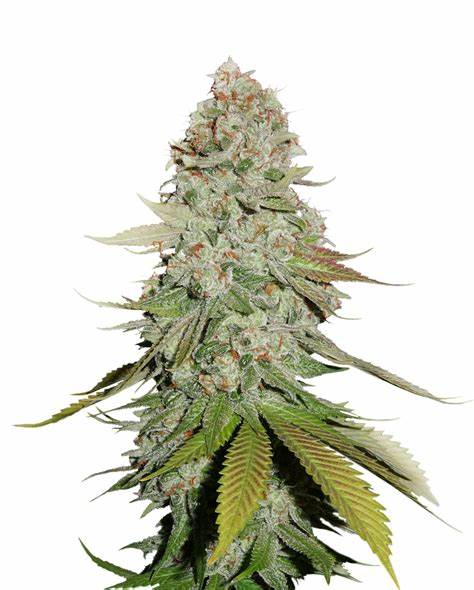 Seedstockers Sticky Monkey GG#4 Feminisiert