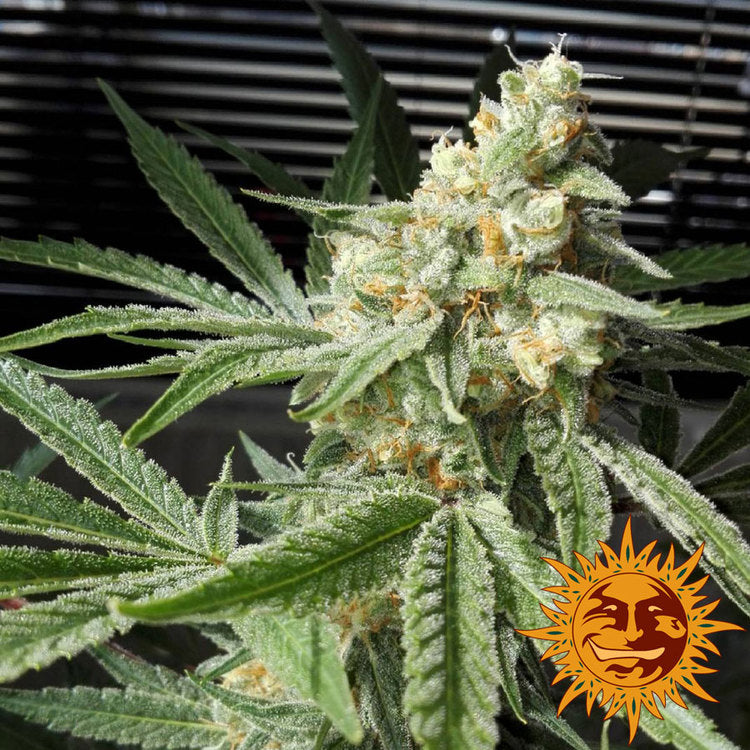 Barney's Farm Pineapple Chunk Feminisiert