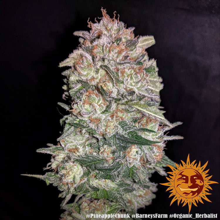 Barney's Farm Pineapple Chunk Feminisiert