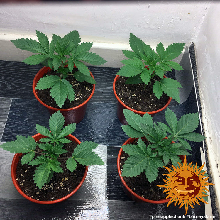 Barney's Farm Pineapple Chunk Feminisiert