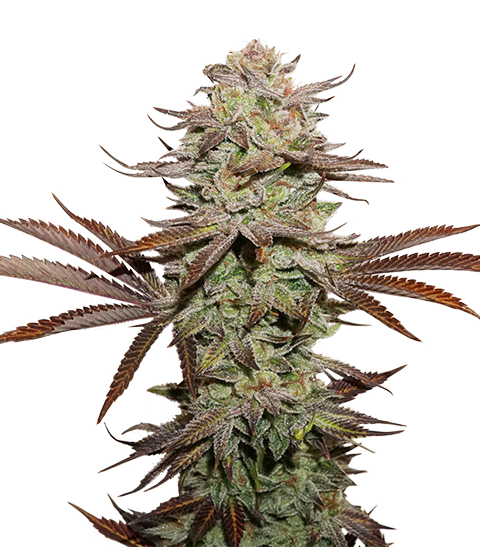 Seedstockers Sticky Fingers feminisiert