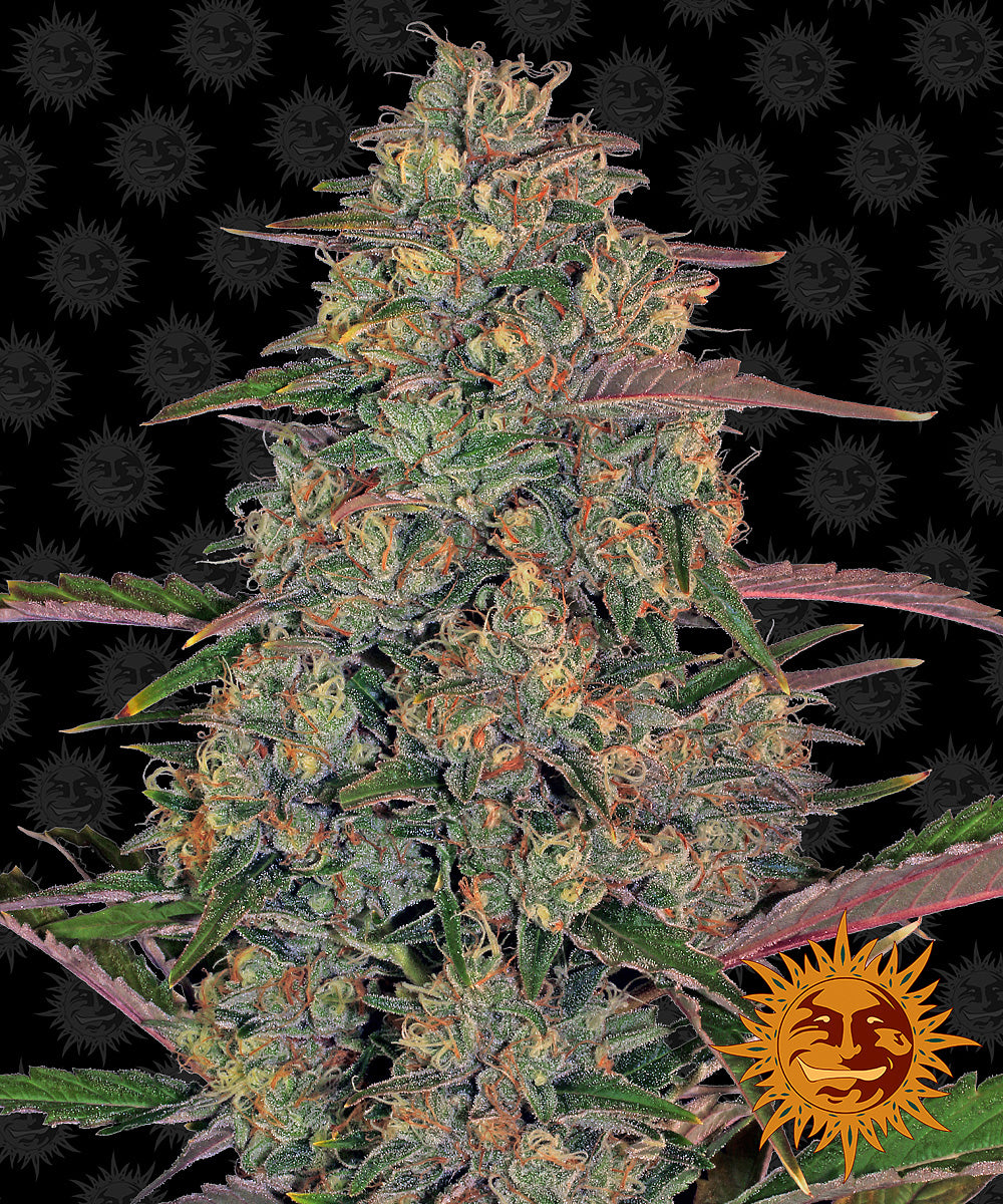 Barney's Farm Pineapple Chunk Feminisiert