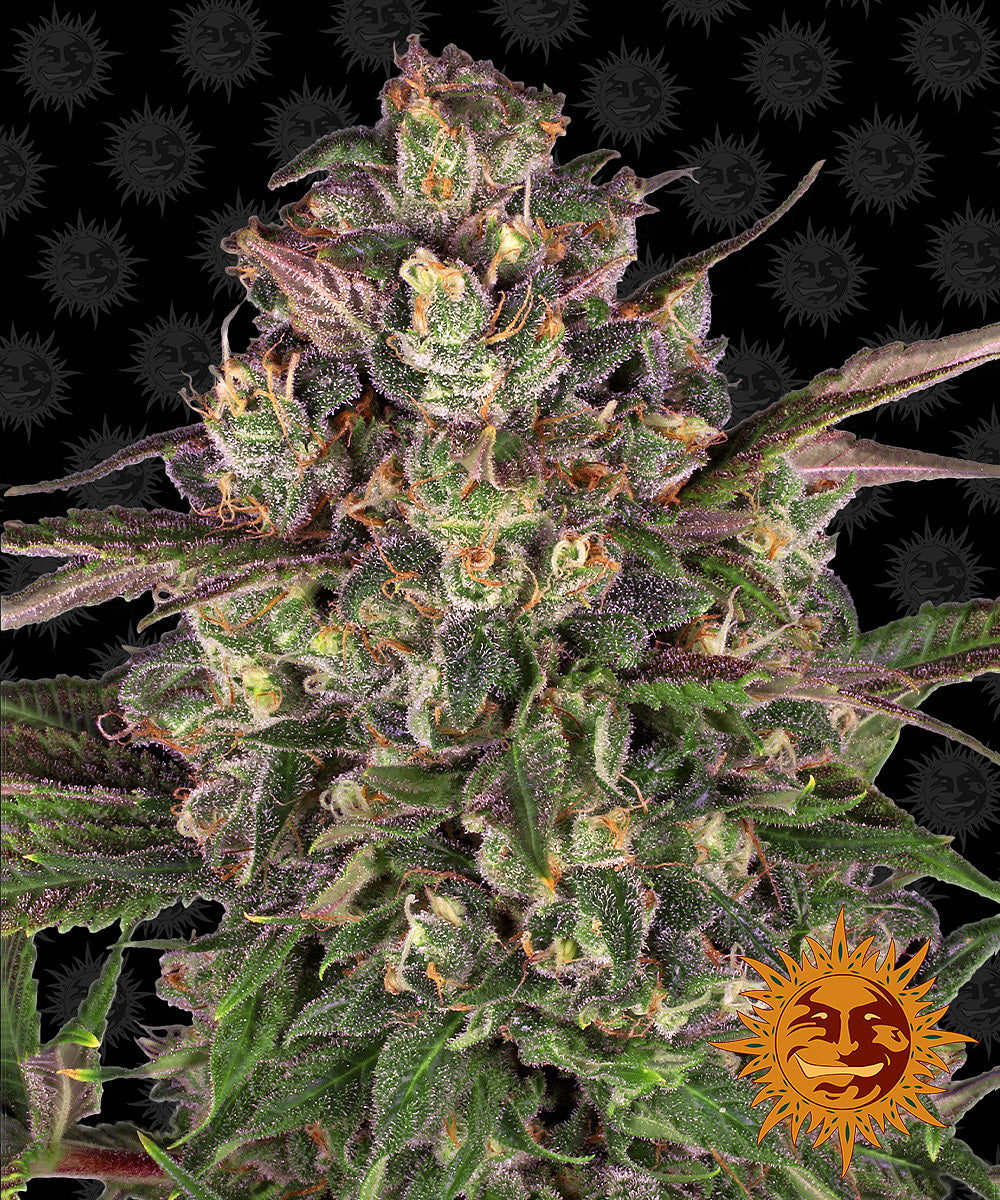 Barney's Farm Peyote Critical Feminisiert