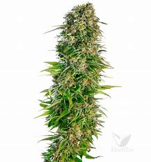 Sensi Seeds Sensi #219 (Kush x Hindu Kush Auto)