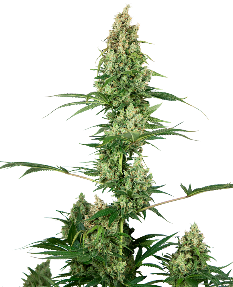 Sensi Seeds Sensi #32 (Silver Haze x Fire OG) feminisiert