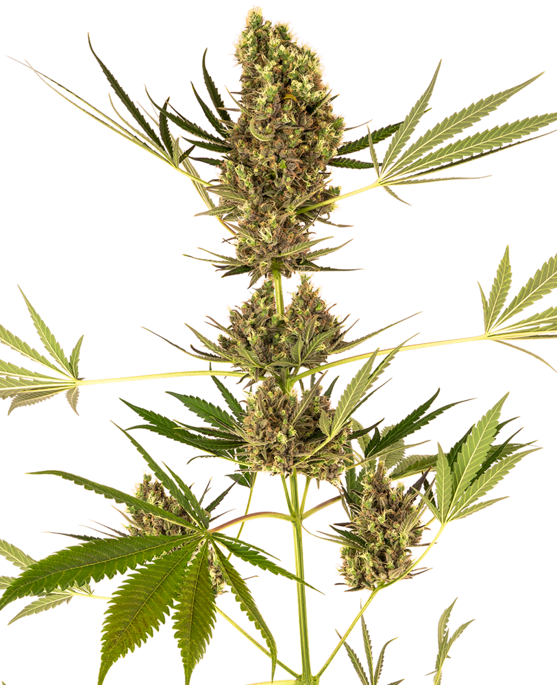 Sensi Seeds Sensi #41 CBD (Swiss Dream x Skunk #1 Auto)