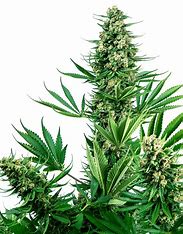Sensi Seeds Sensi #741 (Sour Diesel x Afghani), feminisiert