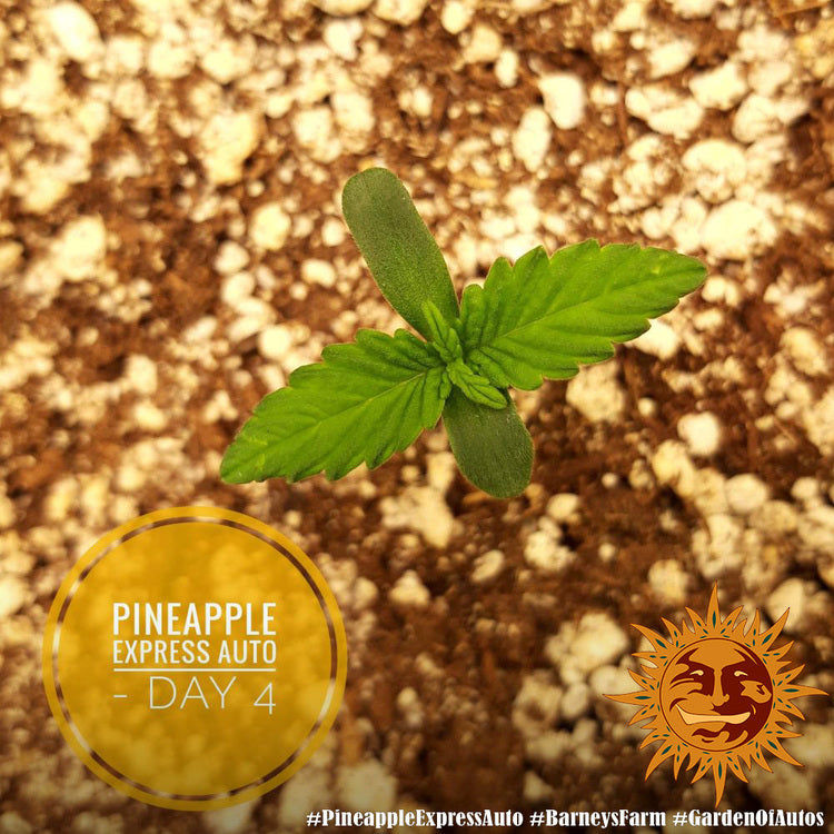Barney's Farm Pineapple Express Auto