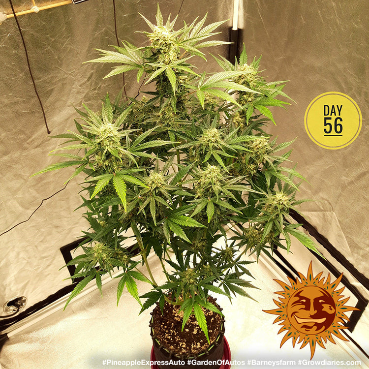 Barney's Farm Pineapple Express Auto