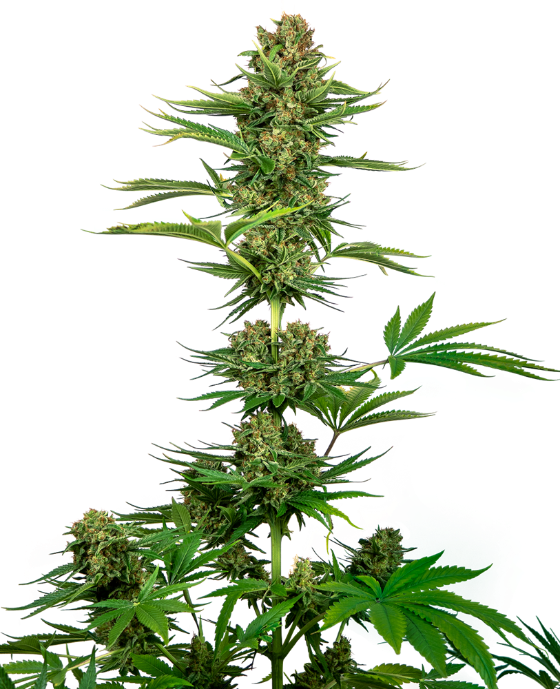 Sensi Seeds Sensi #743 CBD (Black Domina CBD) Feminisiert
