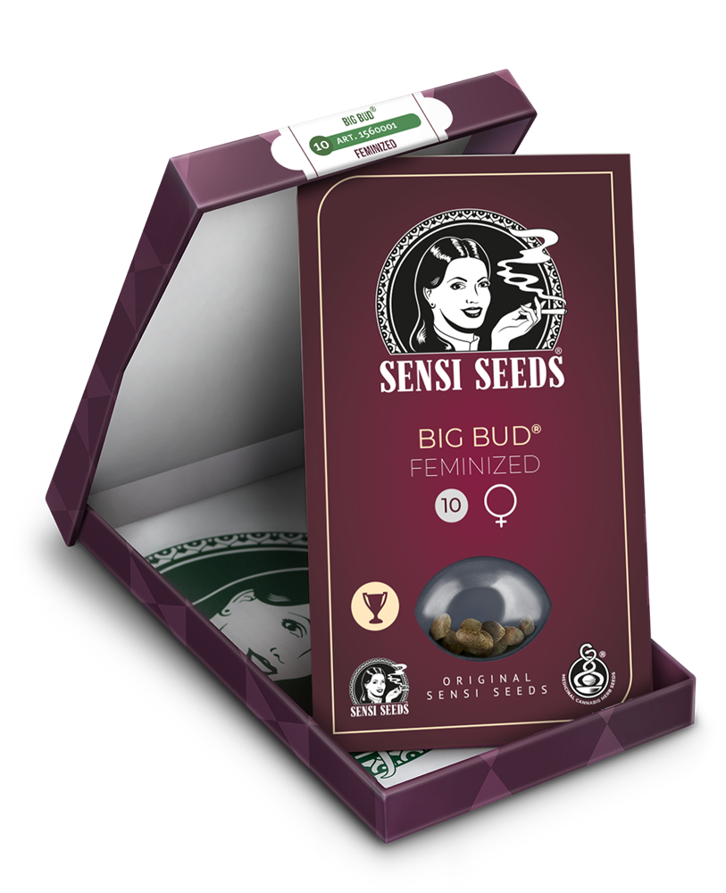 Sensi Seeds Big Bud feminisiert