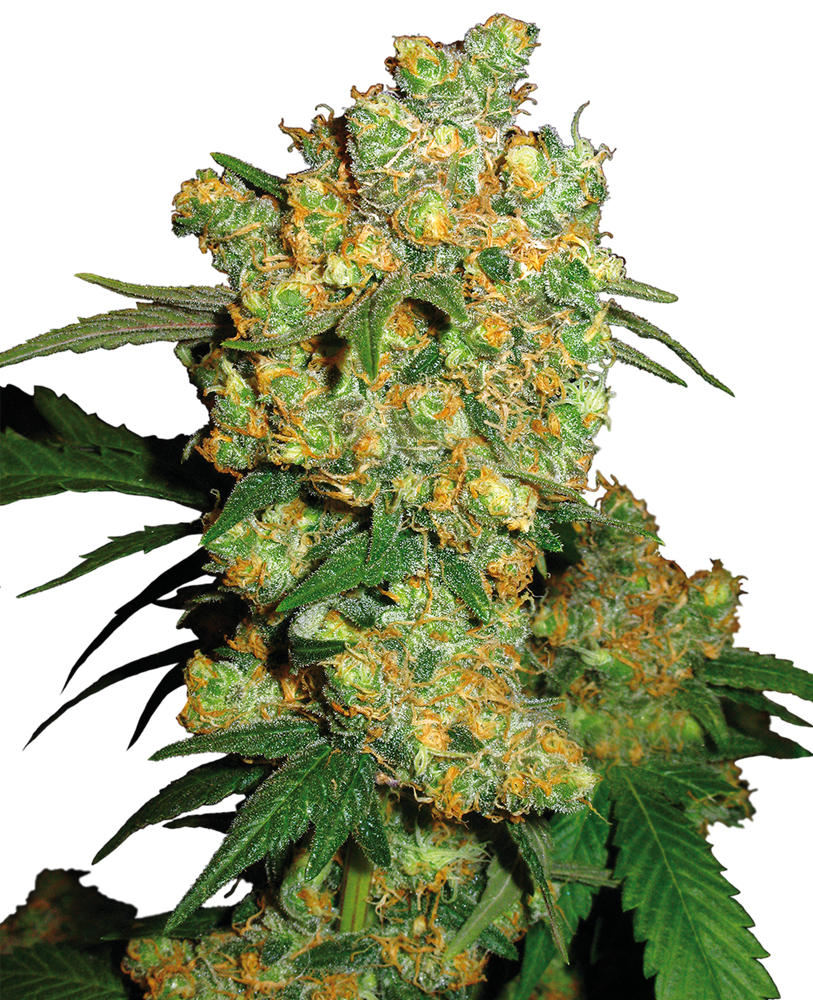 Sensi Seeds Big Bud feminisiert