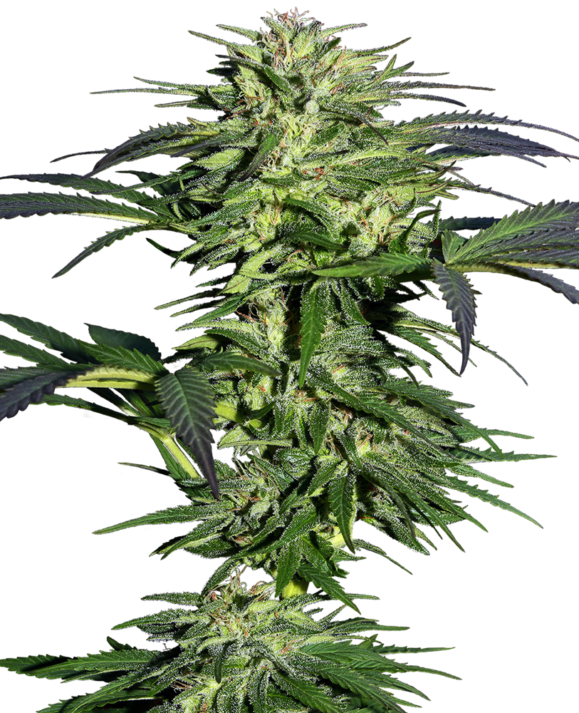 Sensi Seeds Durban feminisiert