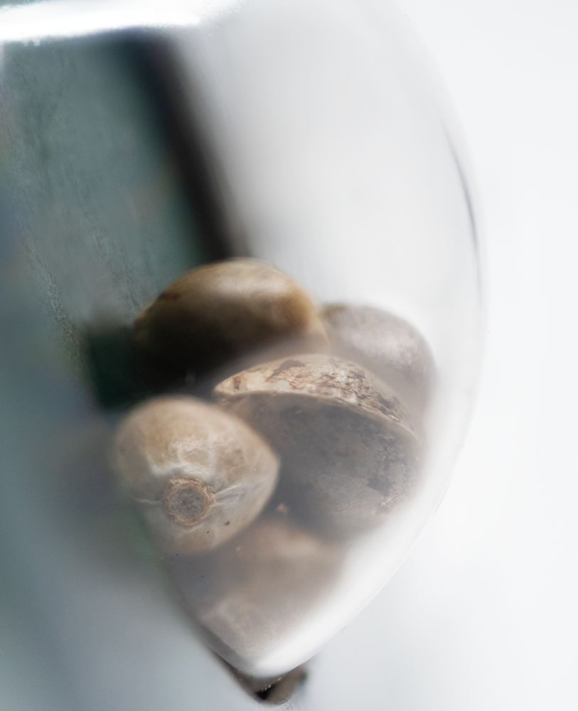 Sensi Seeds Eagle Bill Regular