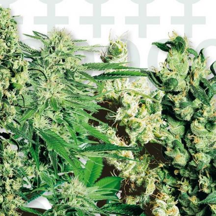 Sensi Seeds Feminisierter Mix, feminisiert