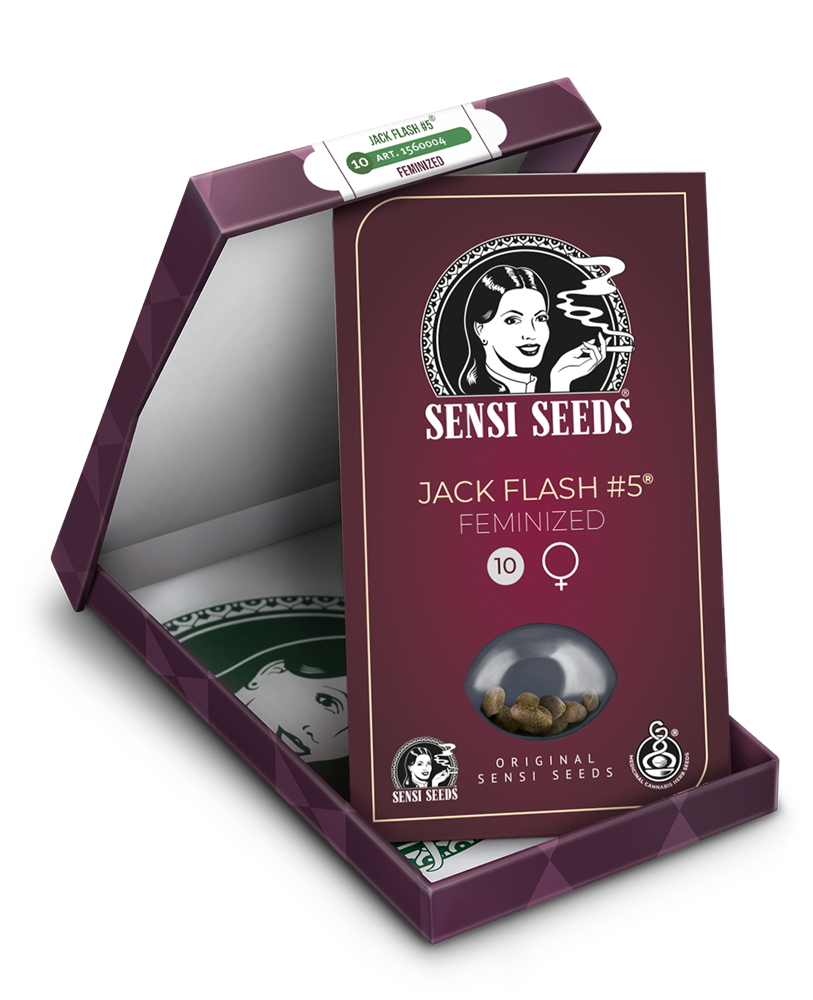 Sensi Seeds Jack Flash #5 Feminisiert