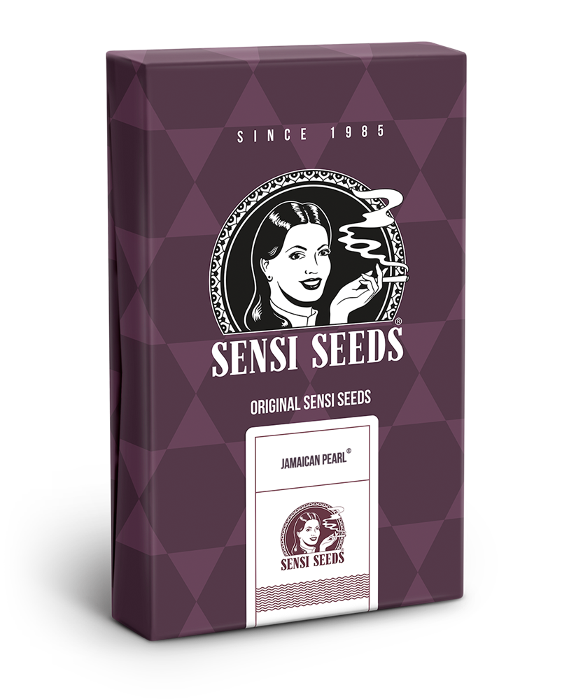 Sensi Seeds Jamaican Pearl feminisiert
