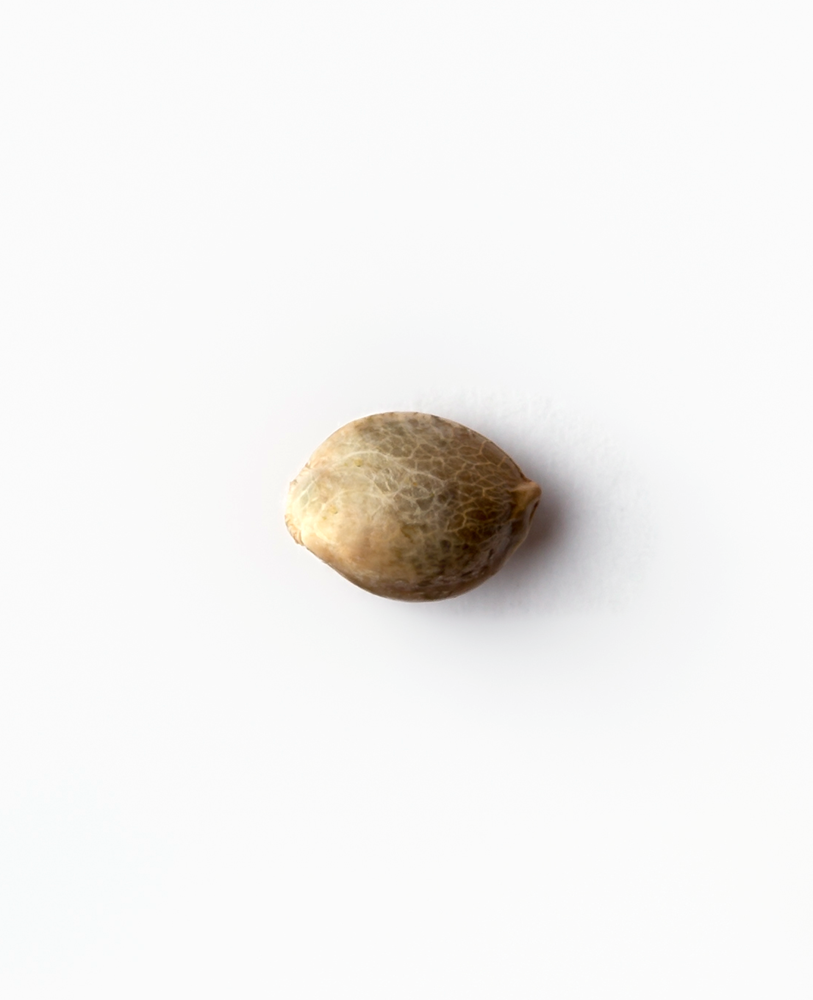 Sensi Seeds Michka Feminisiert